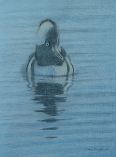 Right frontal view of a swimming male hooded merganser